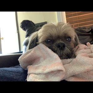 Meet your Posher, America